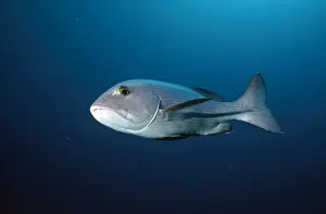 Snapper Prints: Picture No. 10857807