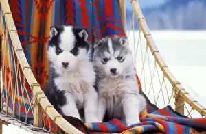 Sledge Prints: Picture No. 10857950