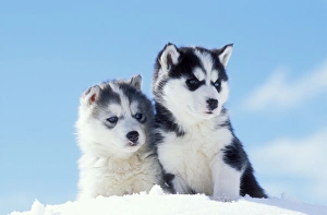 2 Collection: Picture No. 10857952