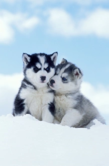 2 Collection: Picture No. 10857953