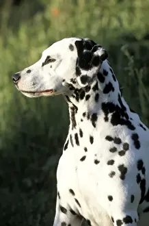 Dalmatians Prints: Picture No. 10857963