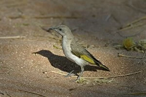 Honeyeater Collection: Picture No. 10858148