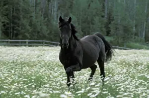 Stallions Prints: Picture No. 10858247