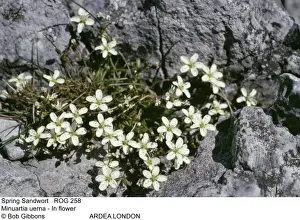 Picture No. 10858268