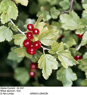 Ribes Prints: Picture No. 10858270