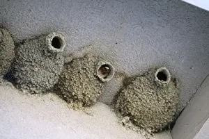Swallows Prints: Picture No. 10858401