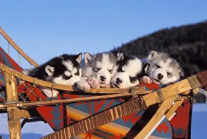 Siberian Prints: Picture No. 10858444