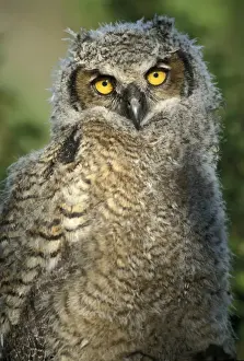 Bubo Prints: Picture No. 10858450