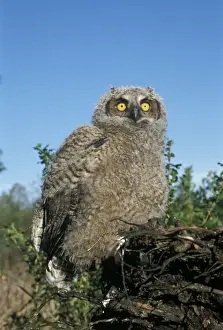 Bubo Prints: Picture No. 10858452