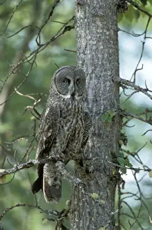 Strix Prints: Picture No. 10858453