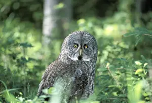 Strix Prints: Picture No. 10858454