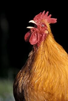 Chickens Collection: Picture No. 10858460