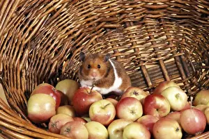 Fruits Prints: Picture No. 10858461