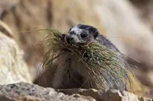 Marmots Prints: Picture No. 10858466