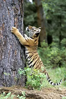 Amur Prints: Picture No. 10858468