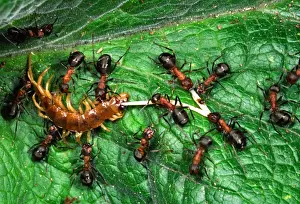 Ants Prints: Picture No. 10858503