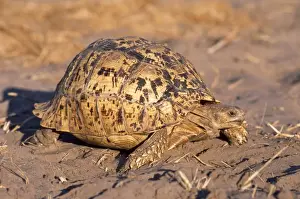 Tortoise Prints: Picture No. 10858531