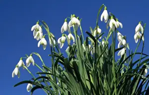 Picture No. 10858825
