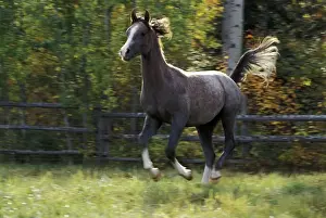 Galloping Prints: Picture No. 10858996