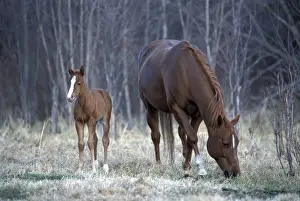 Mares Prints: Picture No. 10859010