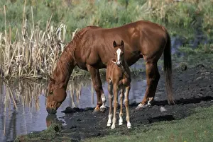 Mares Prints: Picture No. 10859025