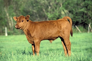 Bullocks Collection: Picture No. 10859029