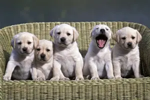Litters Prints: Picture No. 10859031