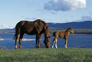 Mares Prints: Picture No. 10859036