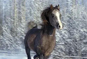Galloping Prints: Picture No. 10859073