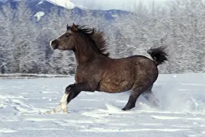 Galloping Prints: Picture No. 10859075