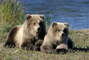 Twin Prints: Picture No. 10859196