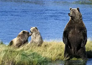 Grizzly Prints: Picture No. 10859212