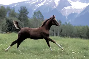 Galloping Prints: Picture No. 10859213
