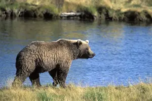 Grizzly Prints: Picture No. 10859215