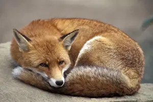Foxes Prints: Picture No. 10859224