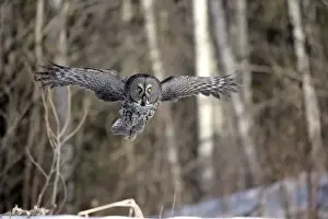 Strix Prints: Picture No. 10859235