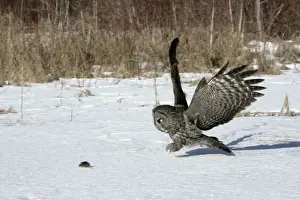 Strix Prints: Picture No. 10859236