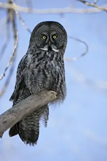 Strix Prints: Picture No. 10859237