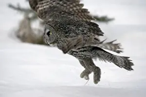Strix Prints: Picture No. 10859238