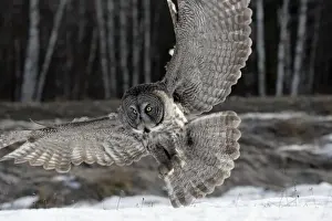 Strix Prints: Picture No. 10859239
