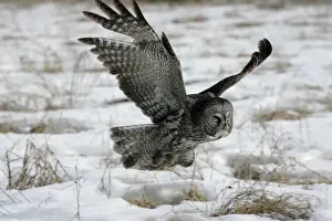 Strix Prints: Picture No. 10859240