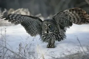 Strix Prints: Picture No. 10859241