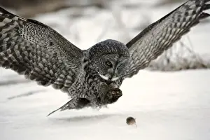 Strix Prints: Picture No. 10859243