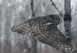 Strix Prints: Picture No. 10859248
