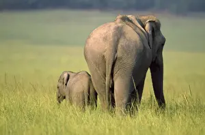 Calves Prints: Picture No. 10859256