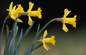 Narcissus Prints: Picture No. 10859440