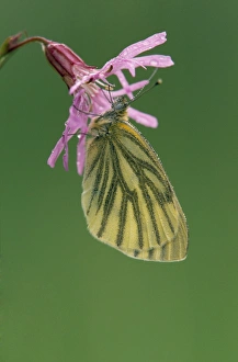 Veined Collection: Picture No. 10859518