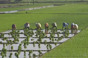 Workers Prints: Picture No. 10859596