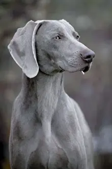 Weimaraners Prints: Picture No. 10859736