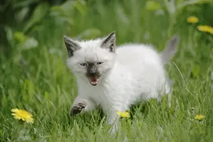 Miaowing Prints: Picture No. 10859744